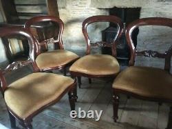 4 Victorian style balloon back dining chairs with ochre / gold upholstered seats
