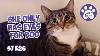 A New Resident She Only Has Eyes For Boo S7 E26 Lucky Ferals Cat Vlog Life With 11 Cats